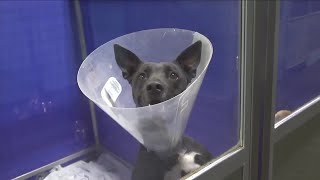 Humane Society of the Black Hills seeks sponsors to help animals receive medical care