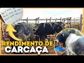 RENDIMENTO DE CARCAÇA DOS 3 BOIS - fiz um bom negócio!