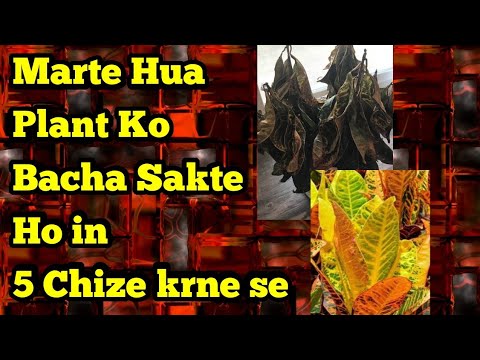 मरते हुए INDOOR PLANT को कैसे बचाए || HOW TO SAVE DYING INDOOR PLANT
