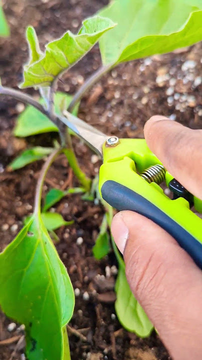 Pruning EggPlant for FASTER PRODUCTION ! #eggplant #greentgarden #gardening