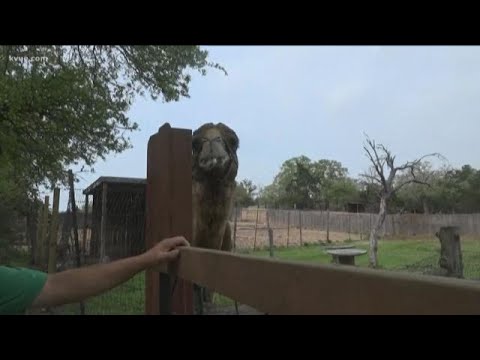 bastrop-community-helps-local-zoo-|-kvue