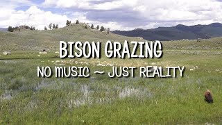 Slow TV - Relaxing Scene Bison Grazing at Yellowstone National Park USA (no MUSIC ~ just Reality)