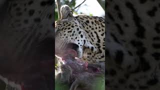 Sound on, listen to a lepard feeding on a kill #lepard #leipard #southafrica #sabisands