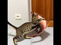 NORMAL Gift from the CAT!!!! - AI