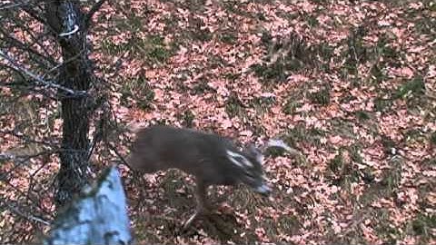 Swhacker broadheads kill shots