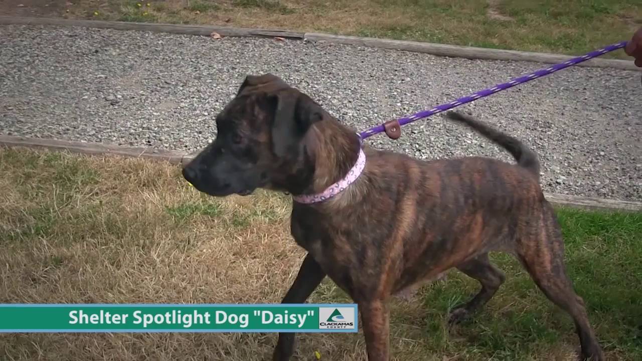 petco hours Dog of the Week: Daisy
