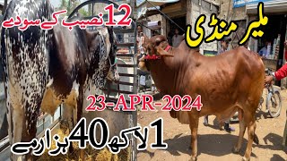 Malir Mandi Cattle Rates Update | 23-Apr-2024| Malir Mandi Update | Cow Mandi 2024