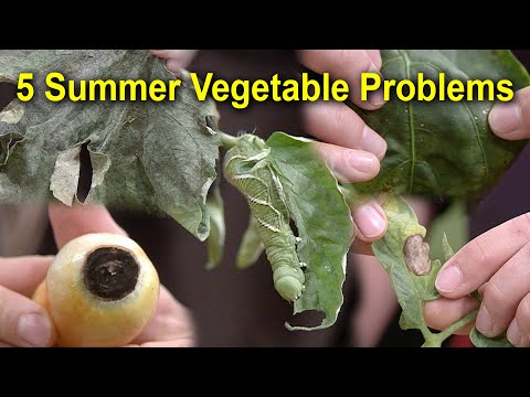 Video: Težave z zelenjavnim vrtom - nasveti za zdravljenje pogostih težav z zelenjavo