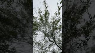 Willows and Never Endings 🕳️ A Forest The Cure #aforest #thecure