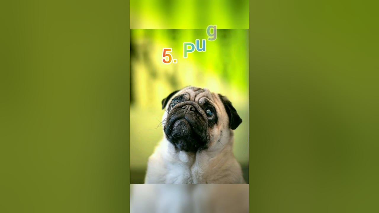 top-10-family-dog-breeds-in-the-world-shorts-dog-youtube