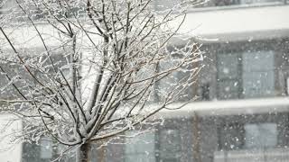 Snowing in the city snow snowflakes tree 180 fps | free slowmotion stock footage | Panasonic S5
