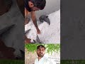 برفباری کا قیامت خیز منظر — معصوم پرندے برف تلے دب گئے ❄️🐦