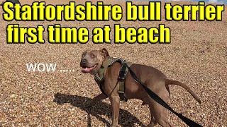 Staffordshire bull terrier first time at beach.