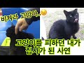 중국 검은 고양이와 첫만남 스토리 공개합니다!