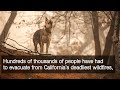 IFAW Responds to 2018 Camp Fire