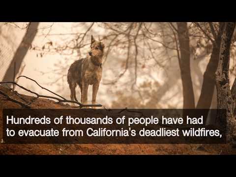 IFAW Responds to 2018 Camp Fire