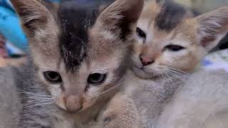 Cute &  Adorable,Relaxing Cat Videos ,Watch my Cute babies  ,kitty lovers #cats #viral