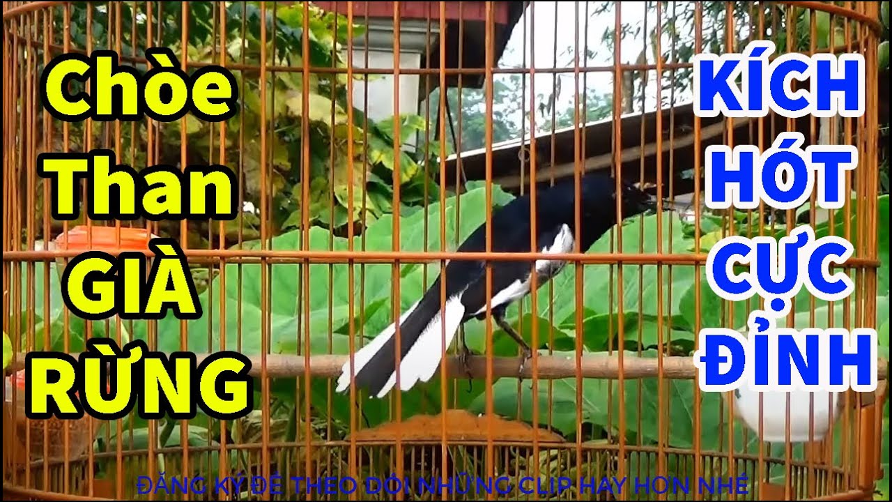 Chòe than HÓT SÁNG|| Kích Chòe HÓT HAY|| Luyện Chòe than HÓT SÁNG || MỚI NHẤT