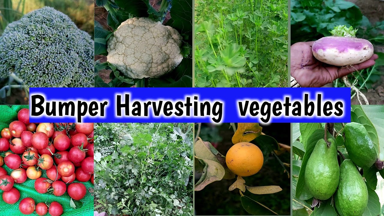 Bumper Harvesting of Natural vegetables from My Natural Garden YouTube