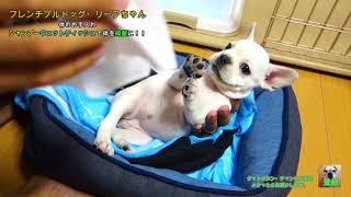 フレンチブルドッグ・リーフちゃん　体のお手入れ！シャンプー・ウェットティッシュで体を綺麗に！！【French Bulldog】