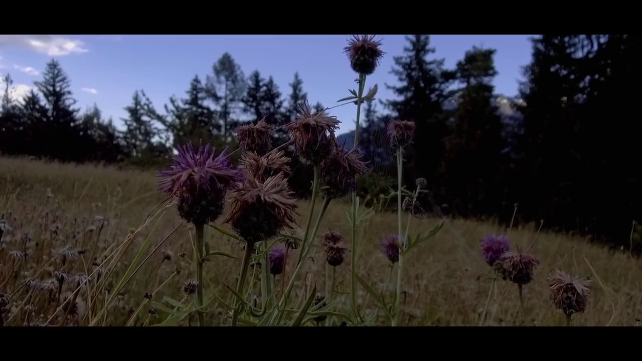 STOUT AT DAWN by Marco Kohler