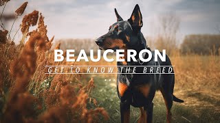 GET TO KNOW: THE BEAUCERON