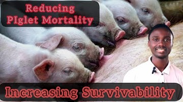 4 causes of piglets mortality. Solutions that works