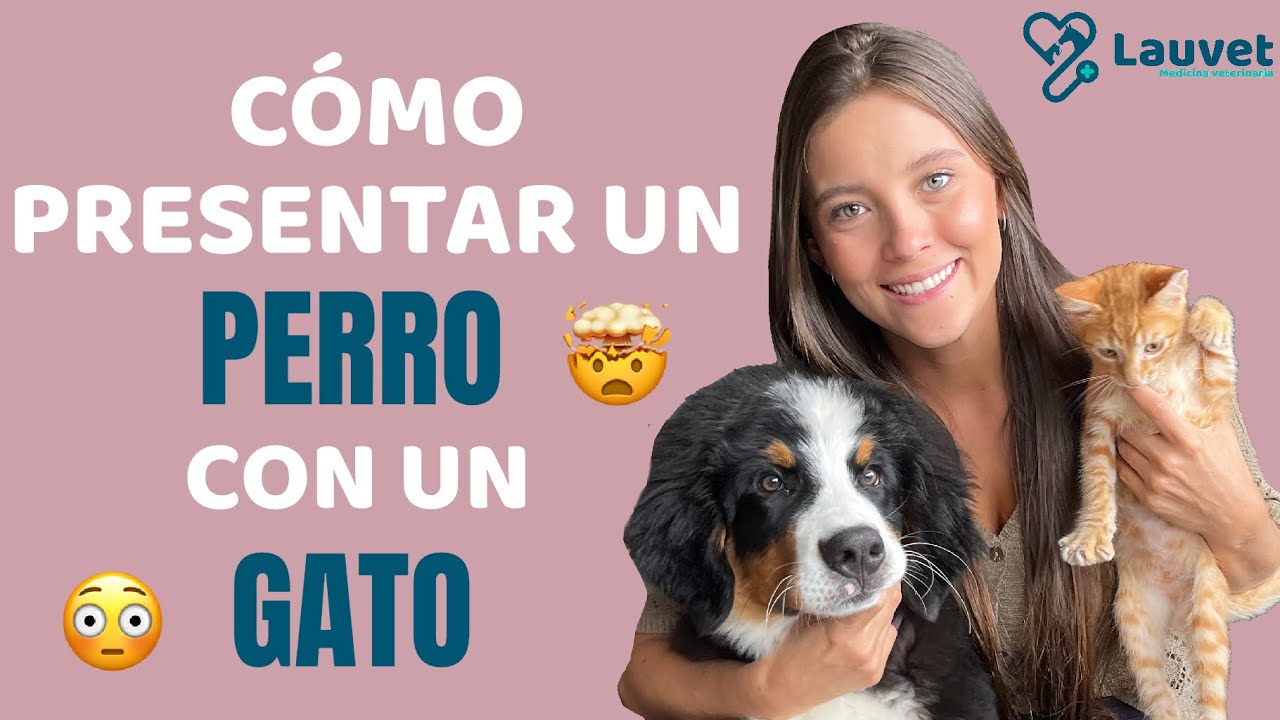 CÓMO PRESENTAR UN PERRO Y UN GATO Lauvet YouTube