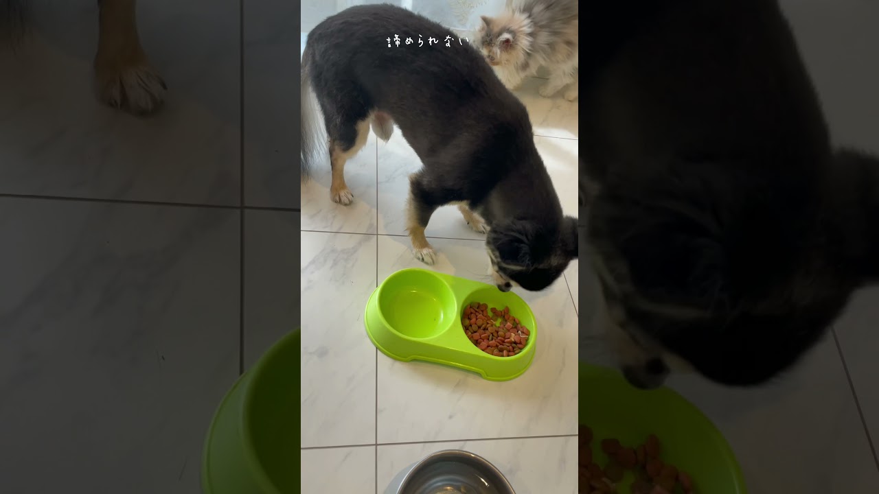 ご飯食べたいネコ様 エキゾチックショートヘア 遊びたい キノコ 可愛すぎる 猫 ネコ エキゾチックショートヘア エキゾチック エキゾチックショート エキゾチック Shorts Youtube