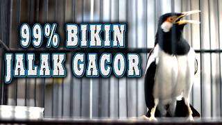 PANCINGAN JALAK SUREN  agar TETAP GACOR #jalaksurengacor