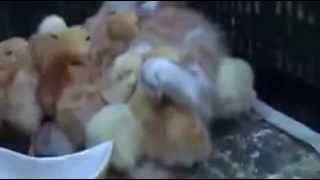 Cat Adopts Abandoned Chicks by MrSteggard 1,185 views 10 years ago 1 minute, 2 seconds