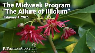 The Midweek Program - "The Allure of Illicium"