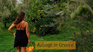 Farm Life in Greece | Olive Garden & fresh Olive Oil | Pure living for life