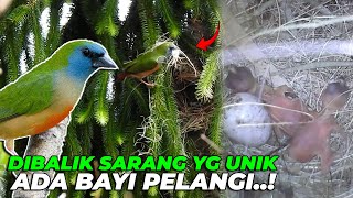 SARANG YG UNIK TERDAPAT BAYI PELANGI..?? ANAK BURUNG APA TUH..?