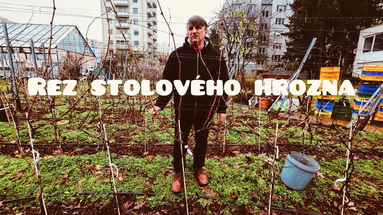 Rez stolového hrozna-Milan Penička