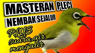 Download lagu MASTERAN PLECI NEMBAK PANJANG plus SUARA AIR MENGALIR mempercepat pleci buka paruh.