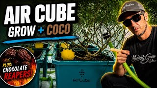 Cleaning My AirCube Ebb & Flow System the Easy Way | 8 Week Coco Grow Update + Crazy Stretch