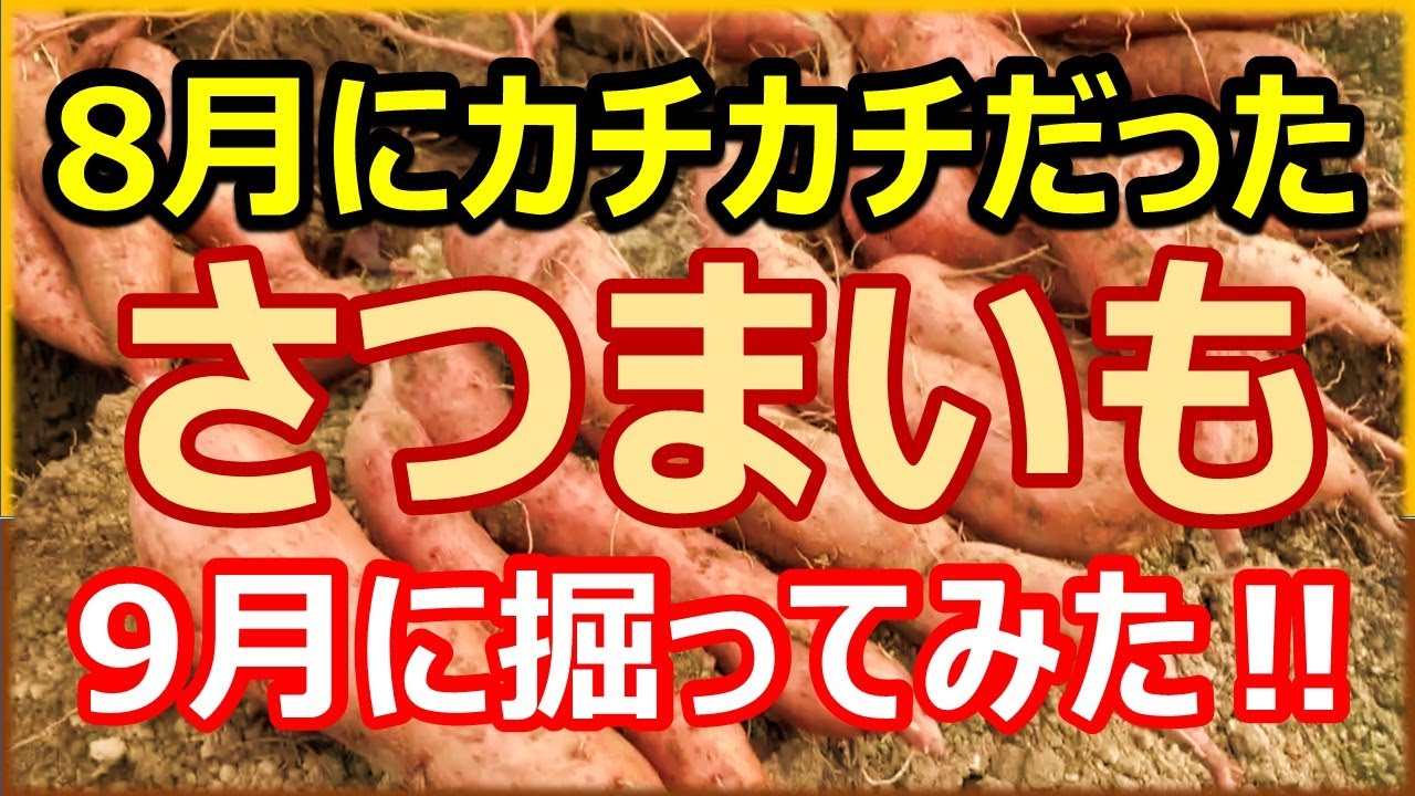 ◆オーダー用◆ダイカット クマちゃんの お芋掘り さつまいも I dug up sweet potatoes that were hard in August in September