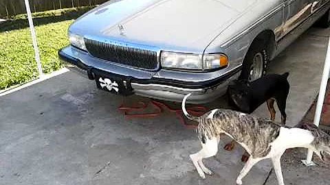 Doberman and Whippet playing chase