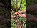 #The Real Life Sharing plan Picking mushrooms is about the joy the luck the enjoyment of t