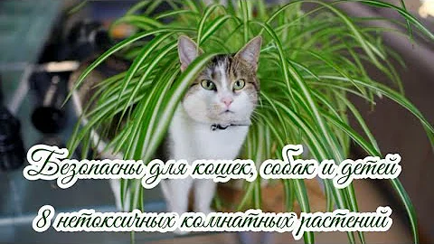 Безопасны для кошек, собак и детей 8 нетоксичных комнатных растений  8 non-toxic indoor plants