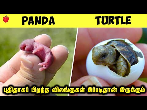 புதிதாகப் பிறந்த விலங்குகள் எப்படி இருக்கும் | Newborn Animals Look Like | Kudamilagai channel