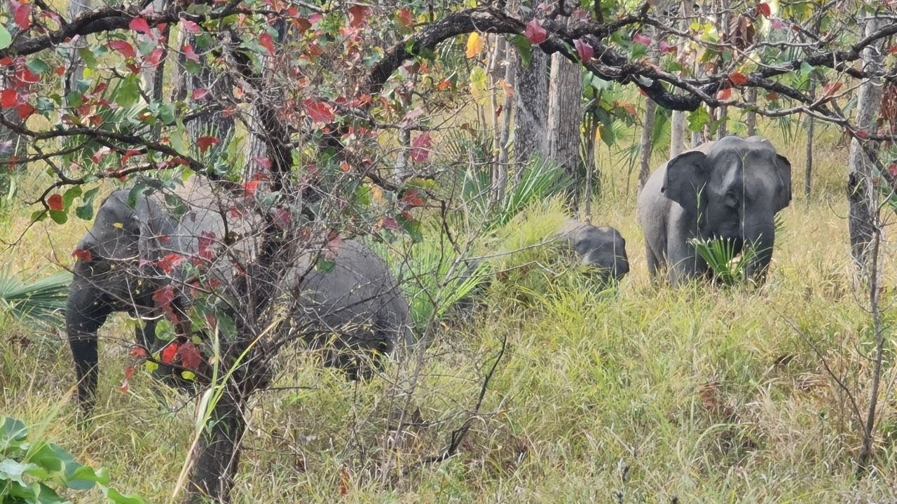 A herd of eight Asian elephants was spotted in the Sre Pok Wildlife Sanctuary in Mondulkiri province