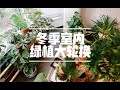 「山乌龟」重新布置阳台植物｜植物进屋越冬 | 陶里瓶试用反馈 | 山乌龟的园艺记录