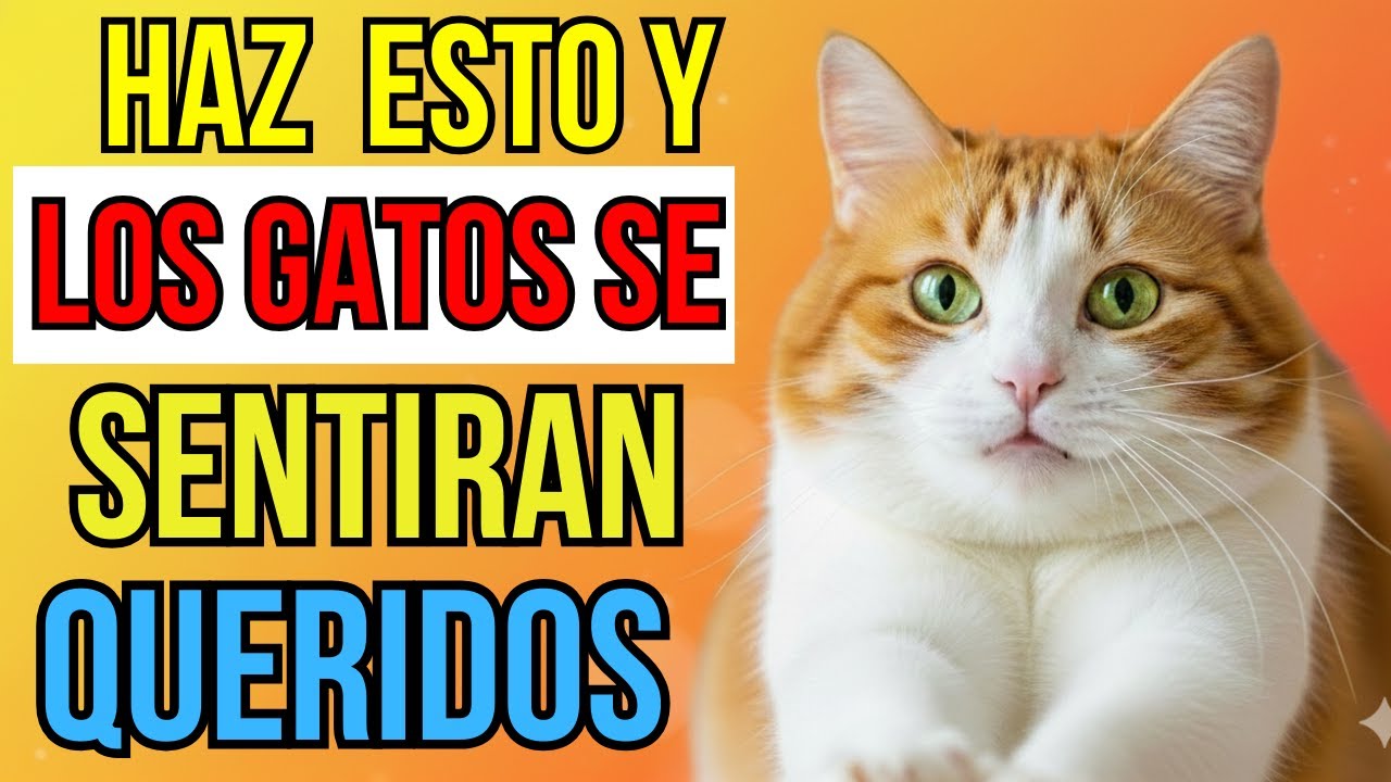 13 señales de que tu gato es realmente feliz en casa (La mayoría de los dueños las pasan por alto)