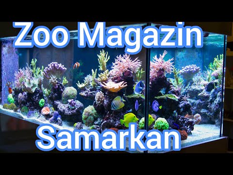 Video: Akvarium Uchun Filtrni Qanday Tanlash Mumkin