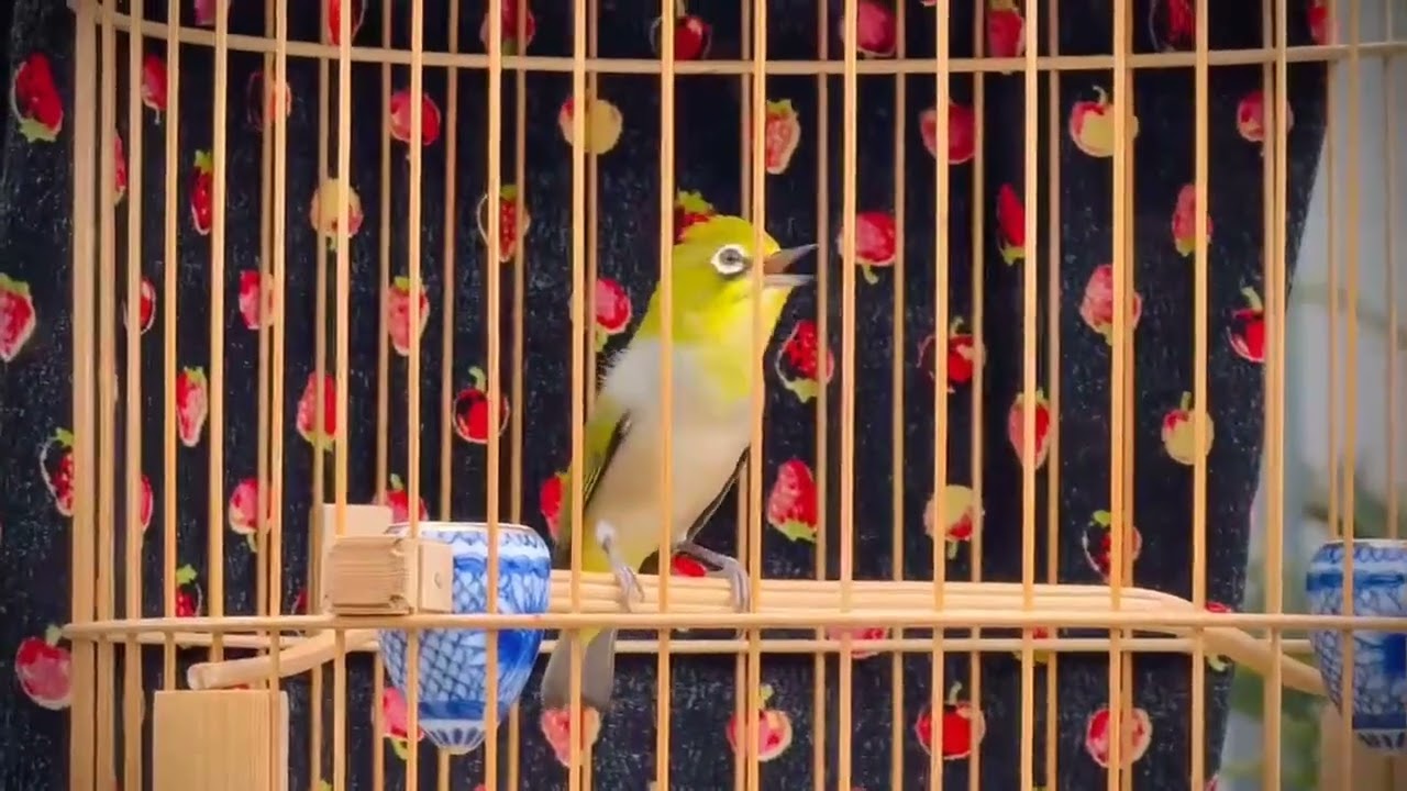 LÍU XÙ TỐC ĐỘ|HOÀNG LONG VÀNH KHUYÊN