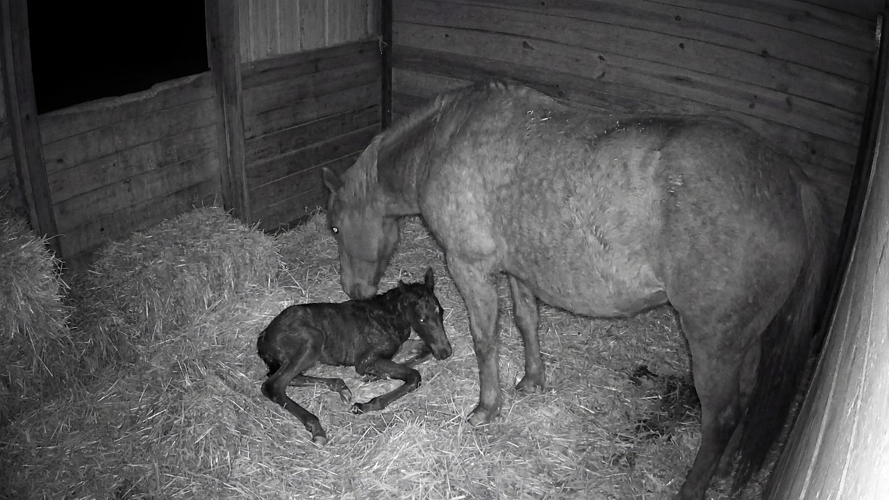 🔴 LIVE Foal Watch 02.25.2026 — Mare Showing Signs | 24/7 Barn Cam
