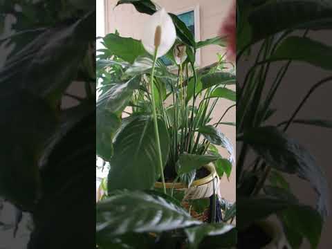 Video: Flores spathiphyllum - 