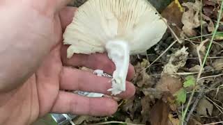 видео: Последние деньки сбора Грибов 🍄🟫🍄 и ужасные 😱 шакалы 🐕#тренды #топ #грибы #лучшее #путешествия #я  картинка: Последние деньки сбора Грибов 🍄🟫🍄 и ужасные 😱 шакалы 🐕#тренды #топ #грибы #лучшее #путешествия #я